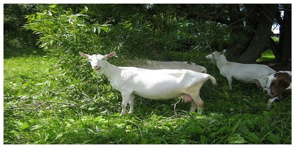 অর্ধ-আবদ্ধ পদ্ধতিতে ছাগল পালন