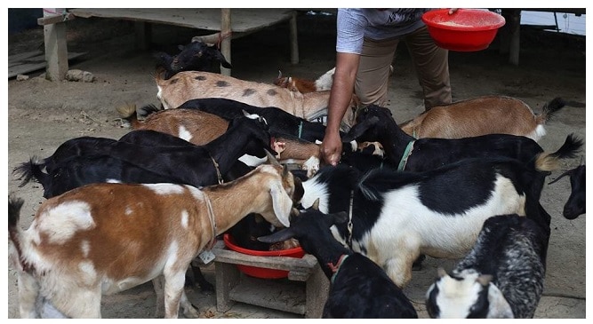 আবদ্ধ পদ্ধতিতে ছাগল পালন