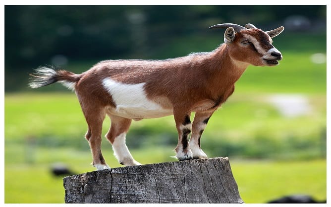 ছাগল