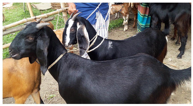 ছাগলের রোগ দমন