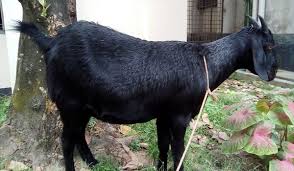 স্বাস্থ্য