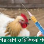 মুরগির রোগ ও চিকিৎসা পদ্ধতি